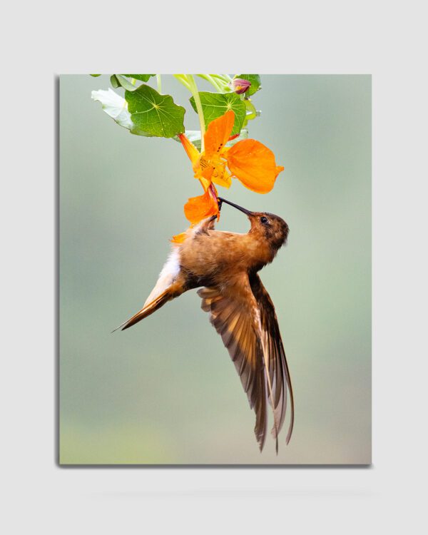 Colibri Arcoiris