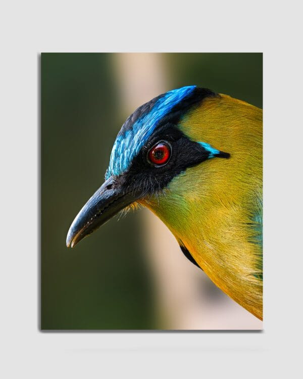 Los Ojos del Bosque