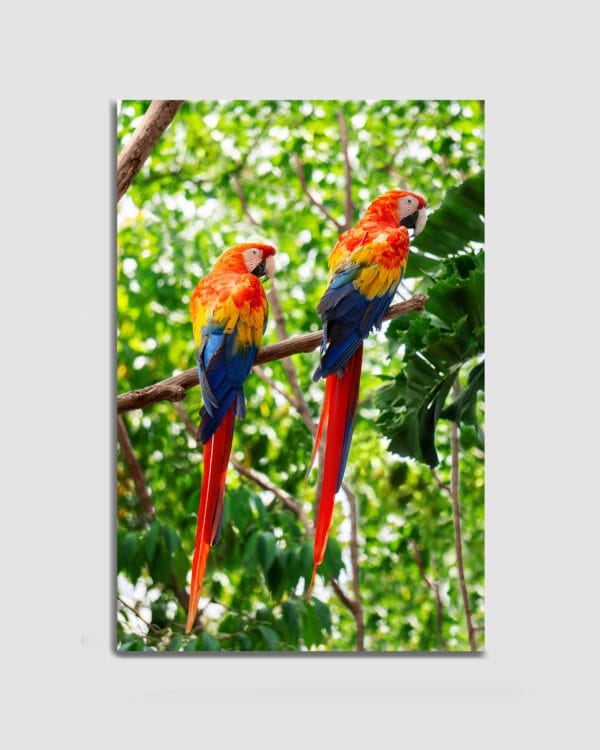 Guacamayas Bandera